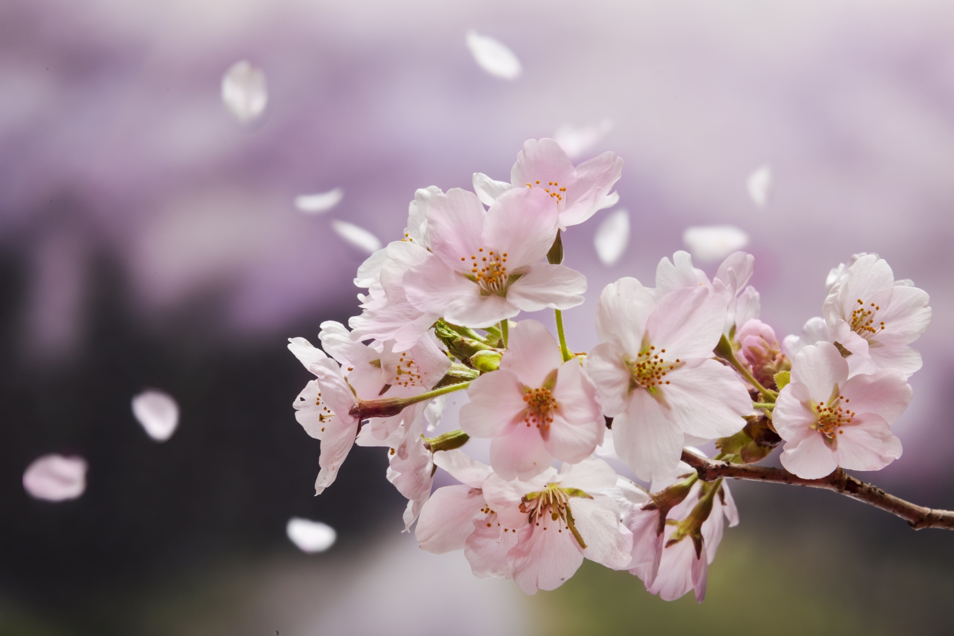 Cherry Blossom Season in Japan 2025